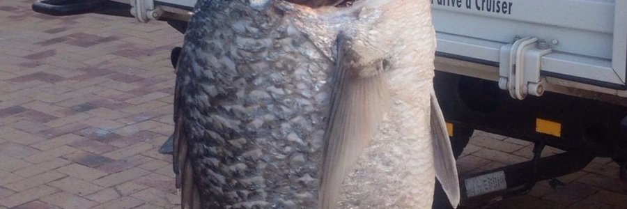 Een van twee baie mooi steenbrasse wat ongeveer â€˜n week terug vanaf Gansbaai se nuwe hawemuur gevang is en so 7 kg plus geweeg het. Raad vir die manne wat daar wil probeer is om krewels handig te hou en seker te maak die gaffel is lank genoeg.